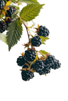 isolated blackberries on transparency background png