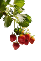 Ripe Strawberries on a Branch png