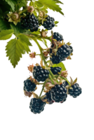 isolated blackberries on transparency background png