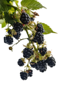 isolated blackberries on transparency background png