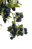 isolated blackberries on transparency background png