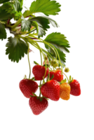 Ripe Strawberries on a Branch png