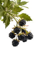 isolated blackberries on transparency background png
