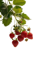 Ripe Strawberries on a Branch png