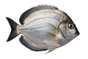 Scup Fish on Transparent Background png