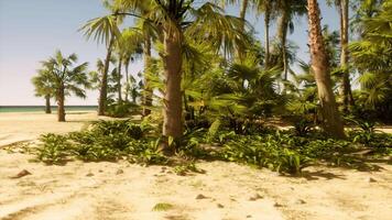 A sandy beach with palm trees and the ocean in the background video