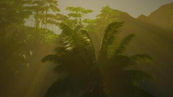 Sun Shining Through Trees in Forest video