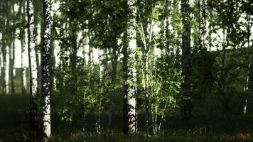 Cluster of Birch Trees in Dense Forest video