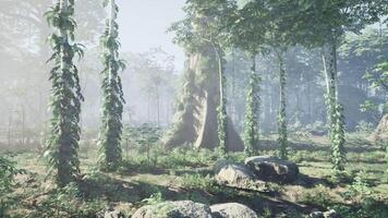 Dense Forest With Trees and Rocks video
