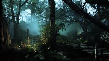 Misty Forest Scene With Trees video