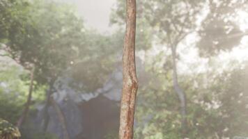 Close Up of Tree With Rock in Jungle video
