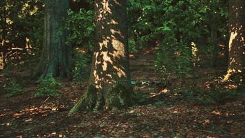A tree trunk in the middle of a forest. dark forest video