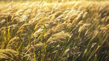 The fabric glides effortlessly over the tall grass leaving a trail of mesmerizing patterns in its wake photo