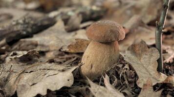 This shows a close-up view of a porcini mushroom growing in the forest. The mushroom is brown with a white stem and is surrounded by fallen leaves. video
