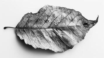 A dried crumbled leaf is transformed into a work ofart.t with its unique textures and patterns captured in black and white. Black and white art. photo
