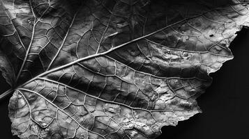 A wilted leaf takes on a new beauty with its intricate network of wrinkles and folds captured in black and white. Black and white art. photo