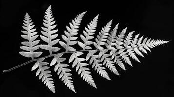 The delicate feathery texture of a fern leaf is brought to life in a simple black and white composition. Black and white art. photo