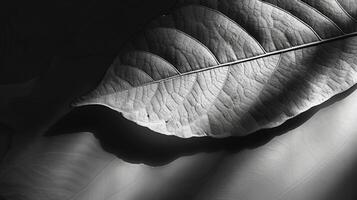 The light creates shadow and depth on a leafs textured surface giving it a threedimensional quality. Black and white art. photo