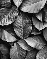 A of leavesart.e captured in black and white each with its own unique texture creating a visually captivating composition. Black and white art. photo