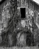 Natures hand has left its mark on the barn with moss and vines slowly creeping up its sides. Black and white art. photo