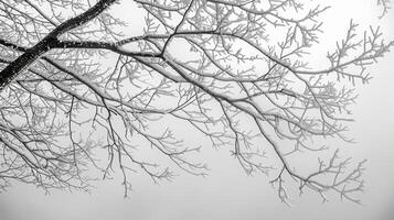 The glass is adorned with branching patterns of frost like a winter forest. Black and white art. photo