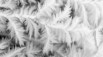 A symphony of frost patterns each one a harmonious addition to the overall composition. Black and white art. photo