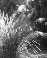 The contrast of light and shadow on the bending grasses. Black and white art. photo
