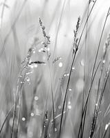 A closeup of wild grasses revealing small dew droplets clinging to the thin blades. Black and white art. photo