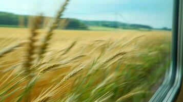 Rolling fields of wheat and barley blowing in the wind photo