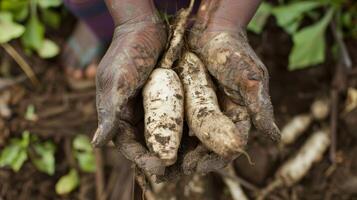 A pair of muddy hands cupped together holding a freshly picked yam root found a the roots of a towering tree photo
