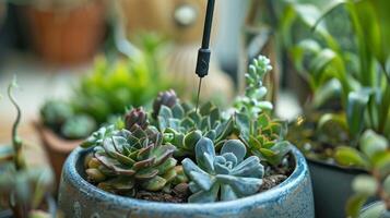 The probe of a smart plant sensor protruding from a small pot of succulents showcasing its adaptability to different types of plant environments photo