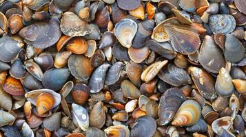 A of empty mussel shells tered along the shore evidence of a successful gathering trip photo