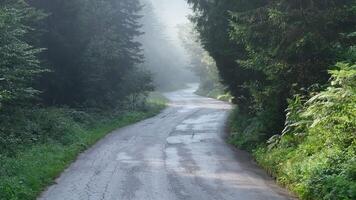 pine tree forest with a curvy country road on a fresh summer morning with mist and fog video