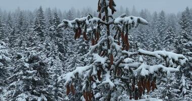 Misty Sunset on the Snowy Mountains aerial drone point of view Forests cross country paths in pine trees winter with fresh country road. video