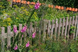 german garden at summer time photo
