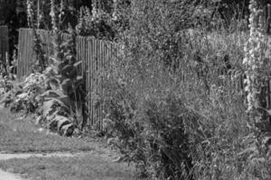 summer time in a german garden photo