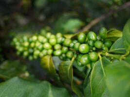 Green coffee beans, coffee bush, unripe coffee beans on coffee tree, Natural Caffeine, selective focus with blurred background, copy space for advertising photo