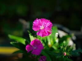 Close up Magenta Carnation or Dianthus violet, Dianthus barbatus, tiny Chinese pink flowers, vibrant color against dark background, selective focus photo