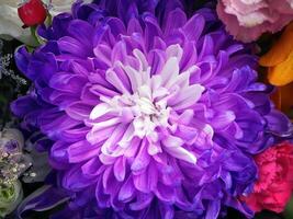 Close up macro shot of beautiful violet chrysanthemum, gradient from white to purple tone, colors created by nature, surrounded by other flowers photo