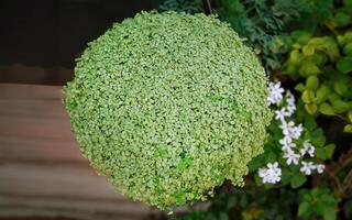 Directly above rounded shape of Paddy wig or Soleirolia soleirolii, also called baby tears, angel tears, bits and pieces, Corsican creeper, Corsican curse, friendship plant, mother of thousands photo