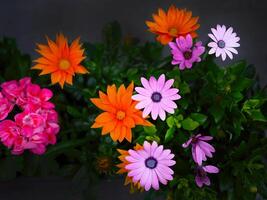 Directly above view of Osteospermum, Dimorphotheca or daisy bushes or African daisy with other colorful flora, pink, magenta, orange, in dark background photo