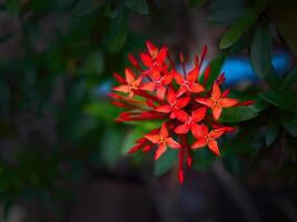 Close up vibrant red Jungle geranium, Ixora Coccinea, ixora chinensis, Chethi Flower, Rubiaceae or Penabas in dark background, specific focus, gorgeous flower sweet pollen photo
