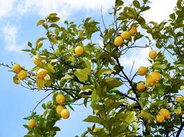 Low angle view of Lemon tree with branch of fresh ripe fruits, green leave in sunlight blue sky, Mediterranean citrus grove photo