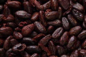 Brown roasted cocoa beans seeds pattern texture background photo