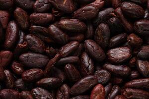 Brown roasted cocoa beans seeds pattern texture background photo