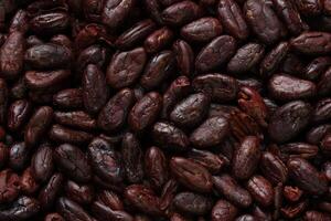 Brown roasted cocoa beans seeds, cocoa bean photo