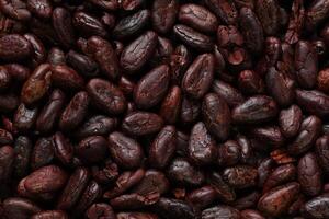 Brown roasted cocoa beans seeds, cocoa bean photo