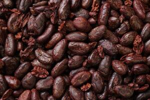 Brown roasted cocoa beans seeds, cocoa bean photo