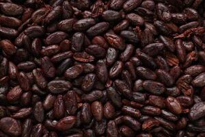Brown roasted cocoa beans seeds, cocoa bean photo