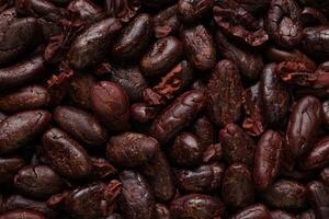 Brown roasted cocoa beans seeds, cocoa bean photo